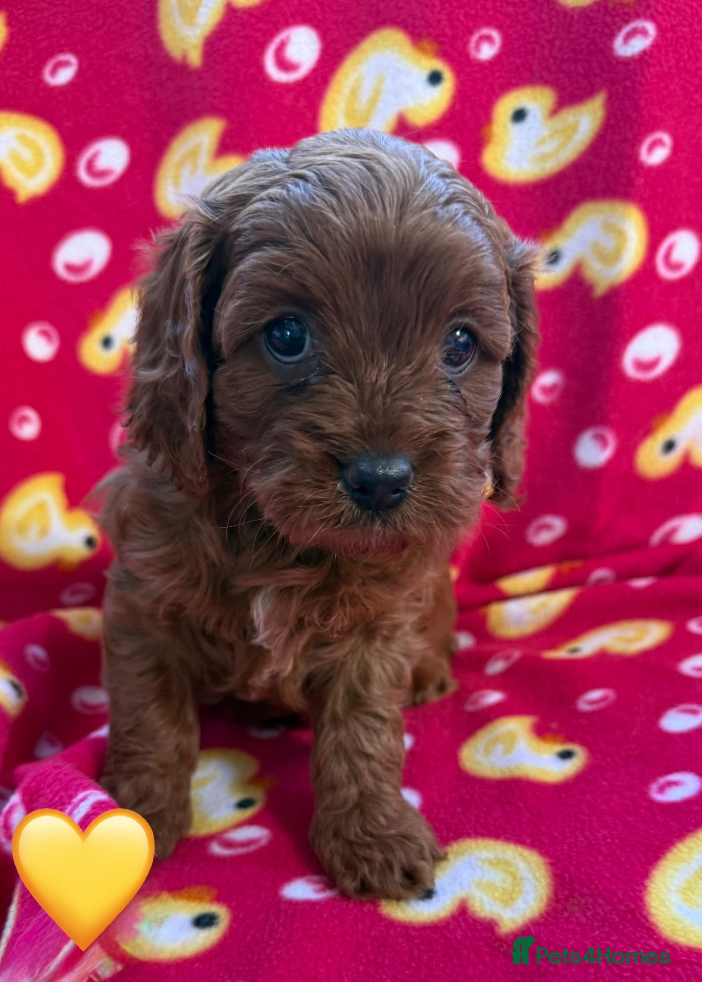 Cavapoo dogs Stunning Fox Red F1 Cavapoo Puppies H/C  - Advert 1
