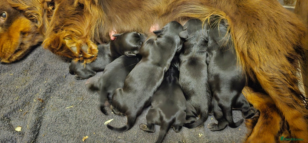 Labrador Retriever dogs for sale: 6 BEAUTIFUL BLACK PUPPIES. LAB CROSS COCKER - Image 17