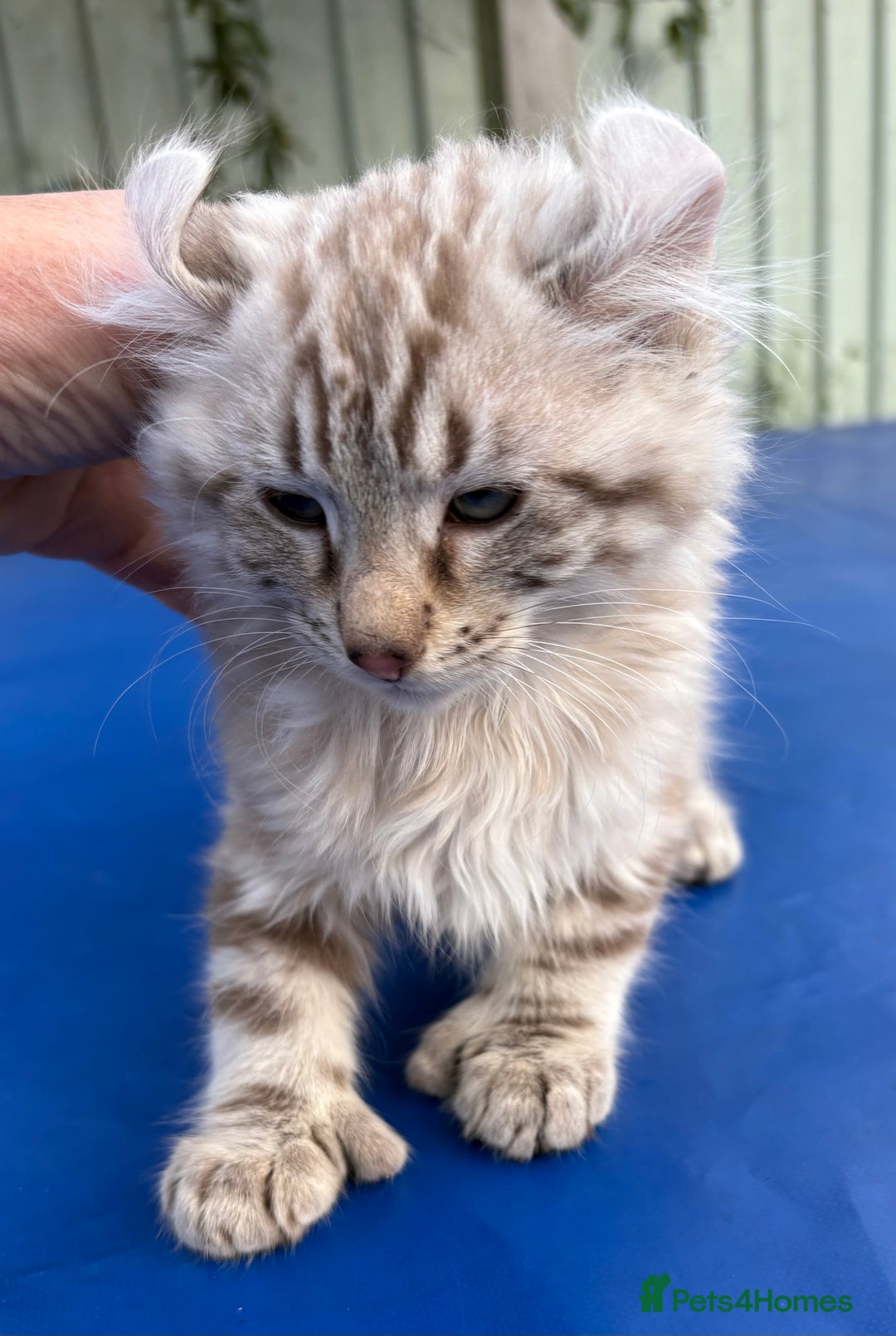 Keetso cats for sale: Stunning rare longhaired polydactyl curled eared  - Advert 14