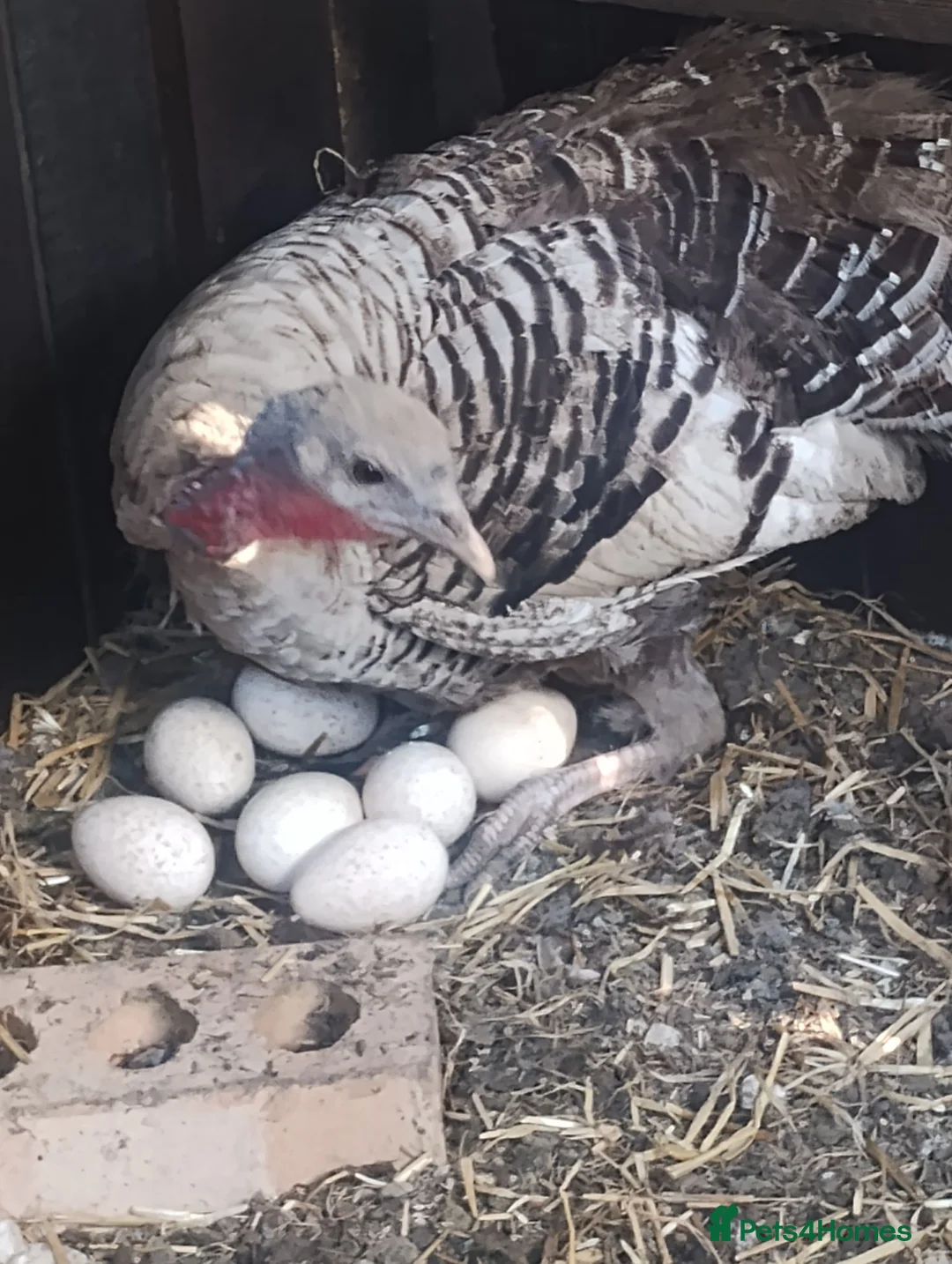 Turkeys poultry for sale: Norfolk bronze turkey females laying  - Advert 1