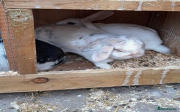 Mini Lop rabbits for sale: 3 mini lops for new homes  in Newark - Image 2