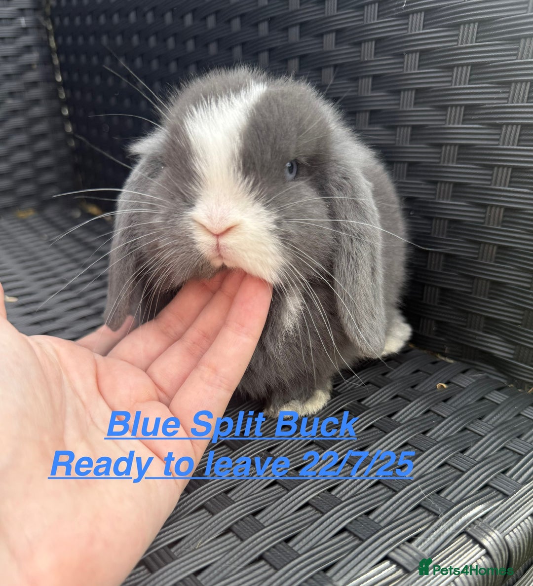 Mini Lop rabbits for sale: Mini Lops Bunnies. READ DESCRIPTION - Updated 22/7 in Chard - Image 3