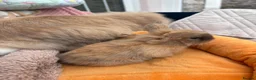 Mini Lop rabbits for sale: Mini lops-raised indoors-vaccinated  - Advert 12