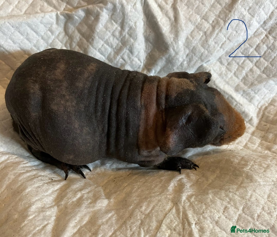 Guinea Pig rodents for sale: Skinny pig and smooth haired Guinea pigs - Image 8
