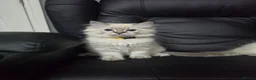 Persian cats for sale: Persain chinchilla blue eyes colourpoint kittens   - Advert 22