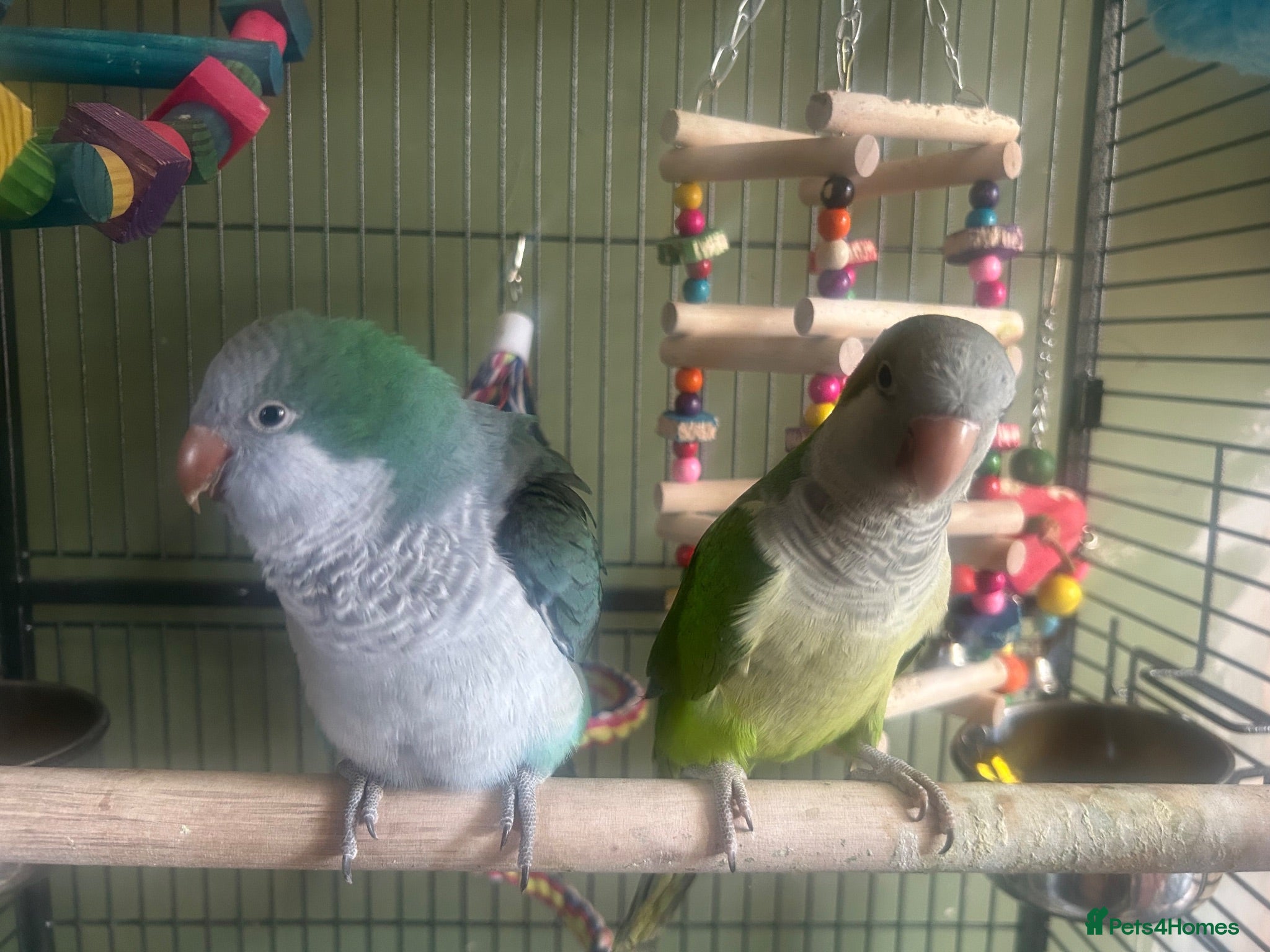 Parakeets birds Gorgeous Male Quaker   - Advert 1