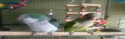 Parakeets birds for sale: Gorgeous Male Quaker   in Alford - Advert 1