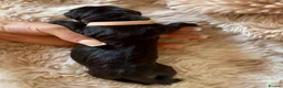 Cane Corso dogs for sale: Cane corso - Advert 9
