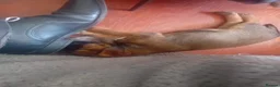 Border Terrier dogs for sale: Outstanding litter of KC Reg Border Terrier pups - Advert 9