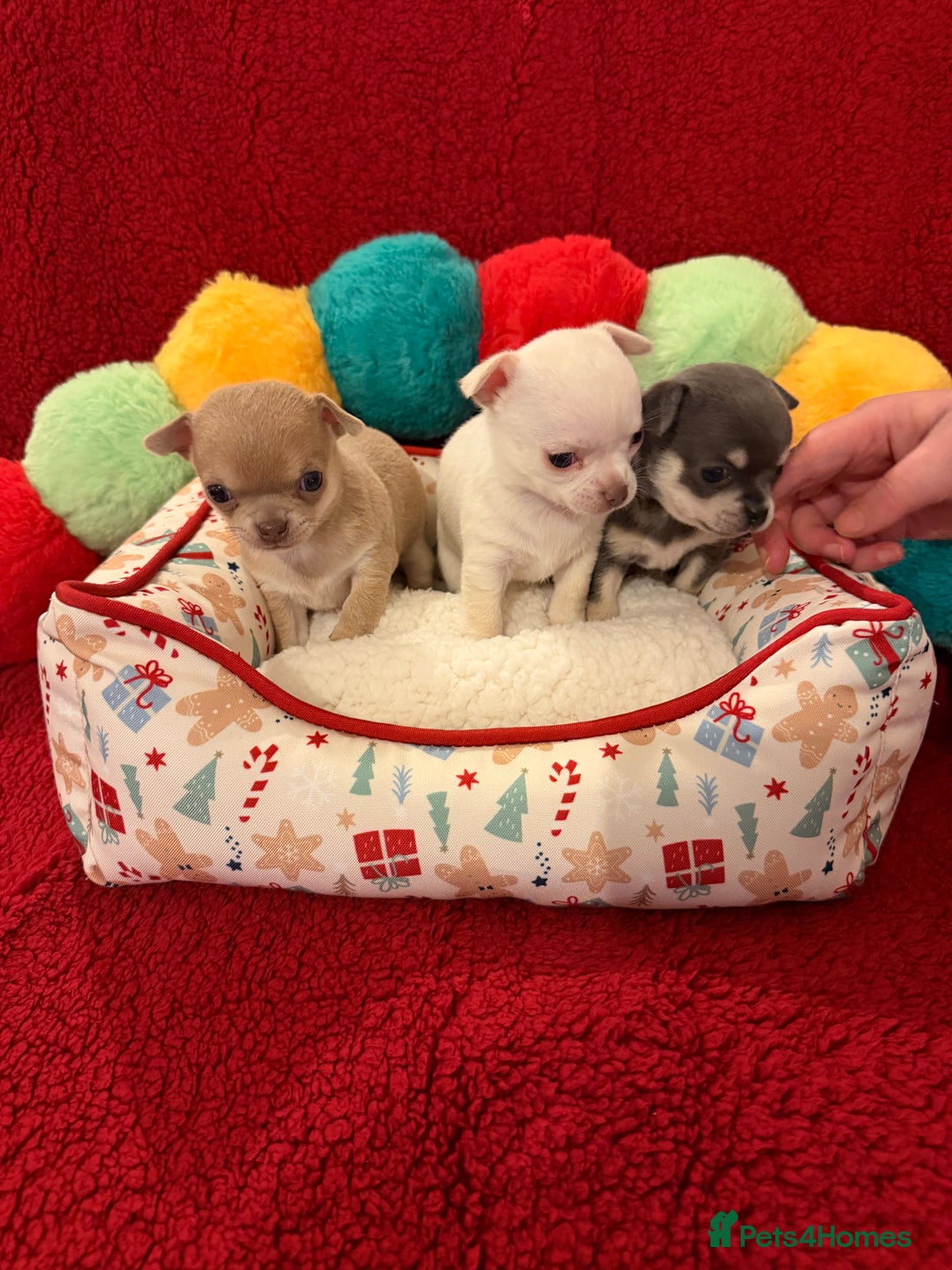 Chihuahua dogs for sale: Tiny apple head chihuahuas - Image 11