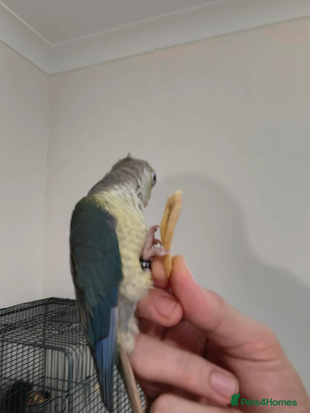 Conures birds for sale: Conure  - Advert 3