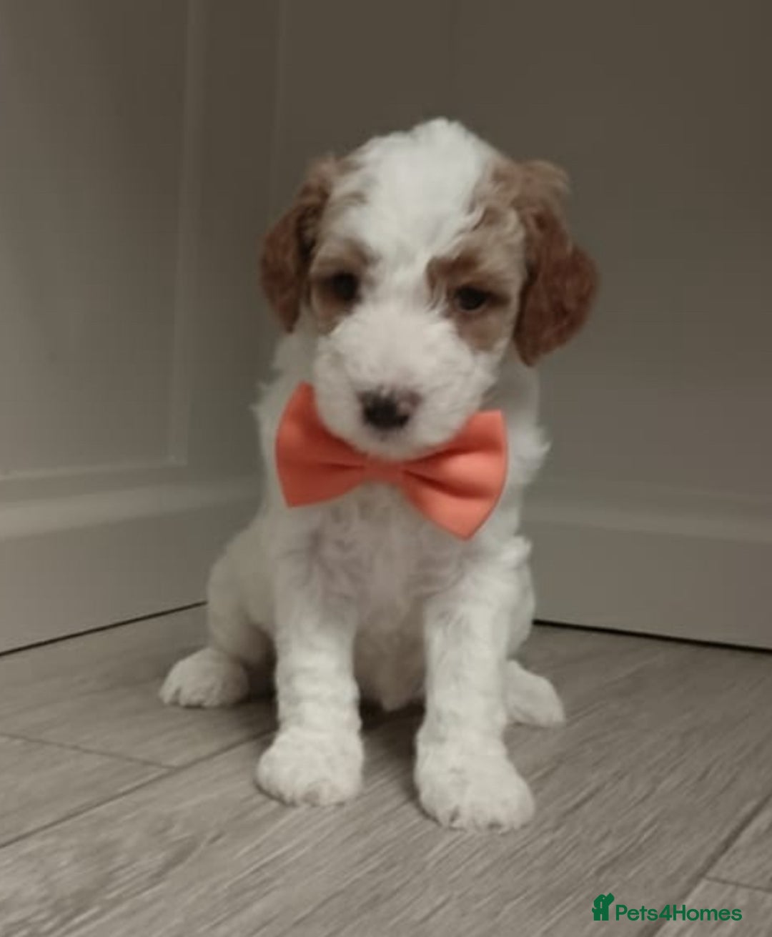 Double Doodle dogs for sale: Parti Double Doodles🐾  - Advert 22