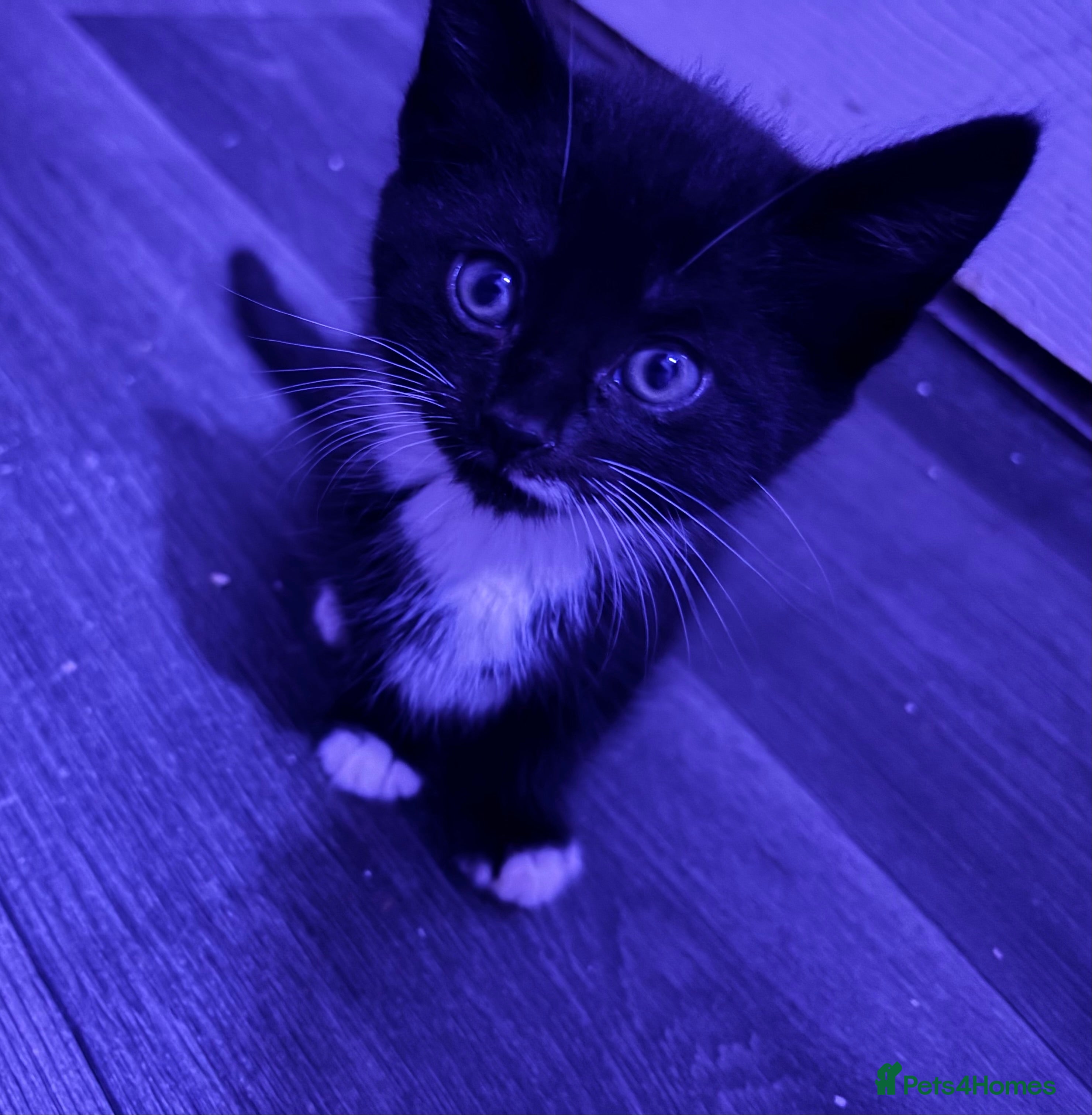 Mixed Breed cats Beautiful kittens  - Advert 16