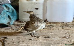 Peafowl poultry for sale: Mixed peafowl 10 weeks old  - Image 6
