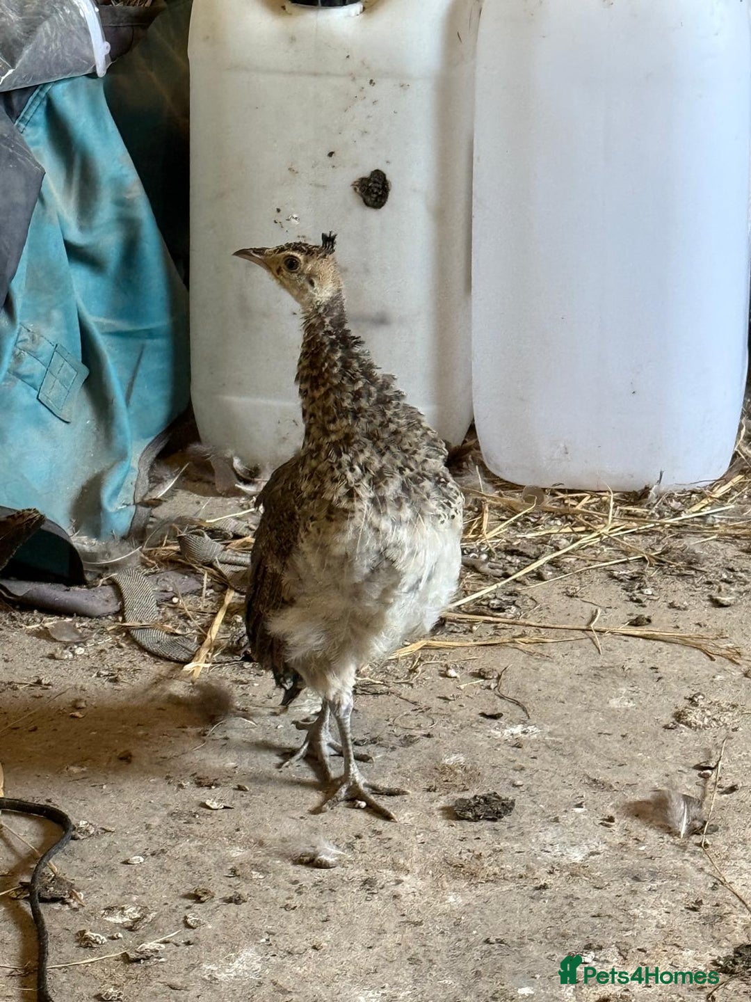 Peafowl poultry for sale: Mixed peafowl 10 weeks old  - Image 6