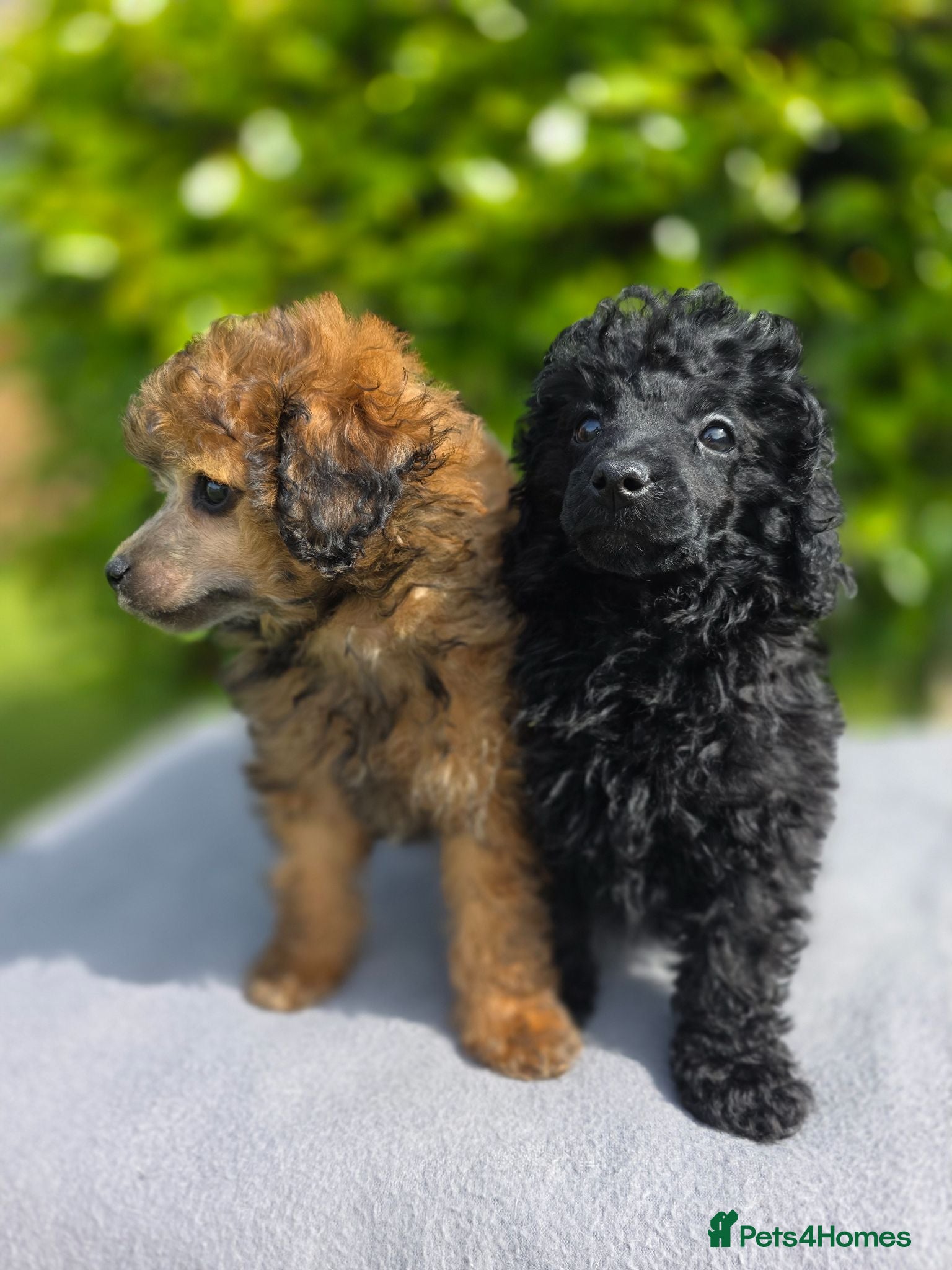 Toy Poodle dogs KC REGISTERED TOY POODLES FULLY HEALTH TESTED  - Advert 12