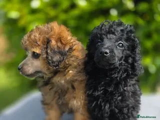 Toy Poodle dogs KC REGISTERED TOY POODLES FULLY HEALTH TESTED - Advert 12