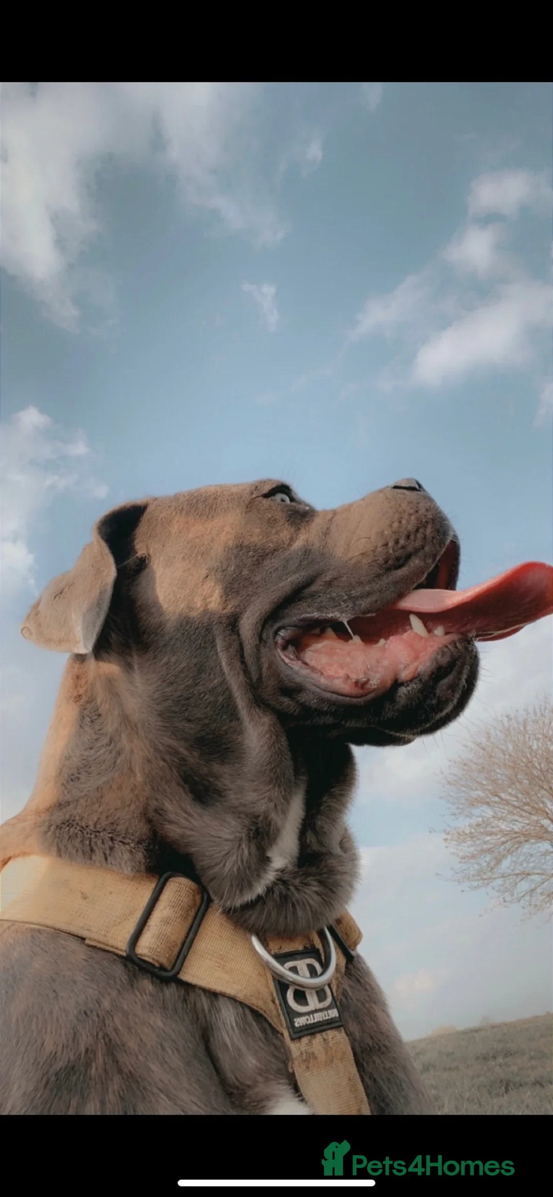 Cane Corso dogs for stud: Blue brindle cane corso stud, THE GOVERNOR  - Advert 9