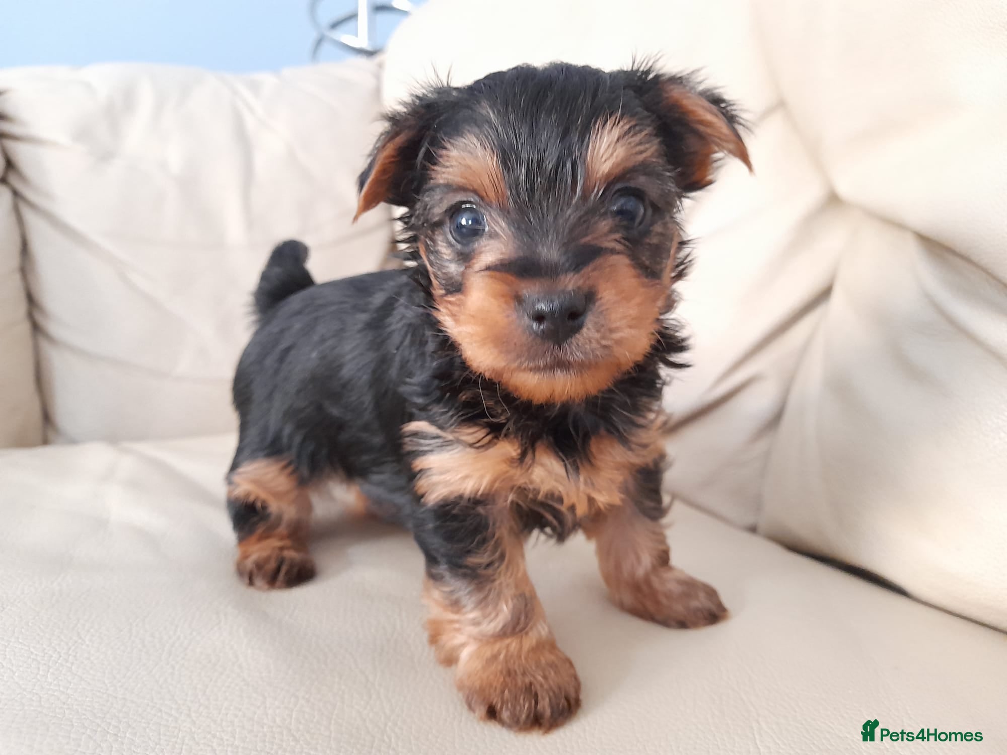 Yorkshire Terrier dogs Miniature Yorkshire Terrier Pups - Advert 6
