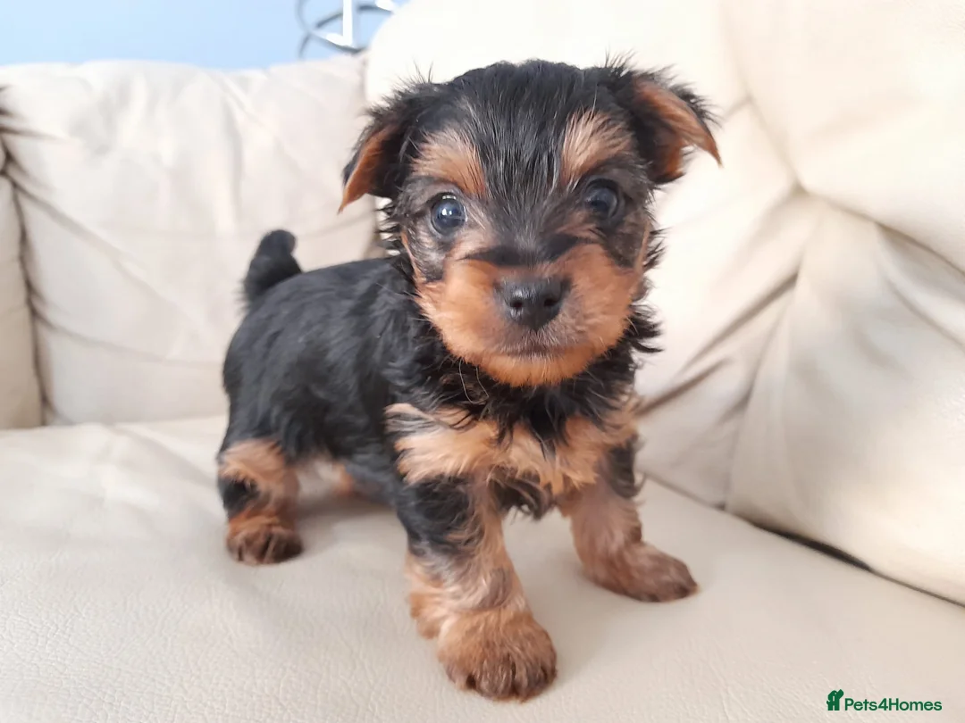 Yorkshire Terrier dogs for sale: Miniature Yorkshire Terrier Pups - Advert 1