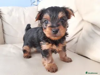 Yorkshire Terrier dogs Miniature Yorkshire Terrier Pups - Advert 6