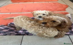 Cavapoo dogs for sale: Beautiful cavapoos  - Advert 9