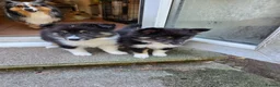 Shetland Sheepdog dogs for sale: Beautiful shetland sheepdog puppy - Advert 3