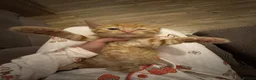 Domestic Shorthair cats for sale: Ginger girl/boy Black girl/boy kittens for sale  in Loughborough - Advert 10