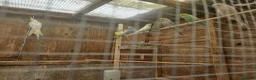 Budgerigars birds for sale: Budgies for sale in Bristol - Advert 3