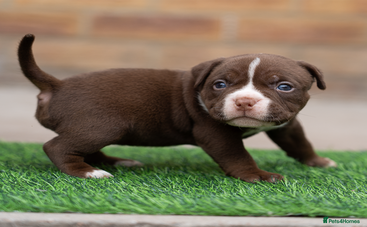 American Bully dogs - Advert 1