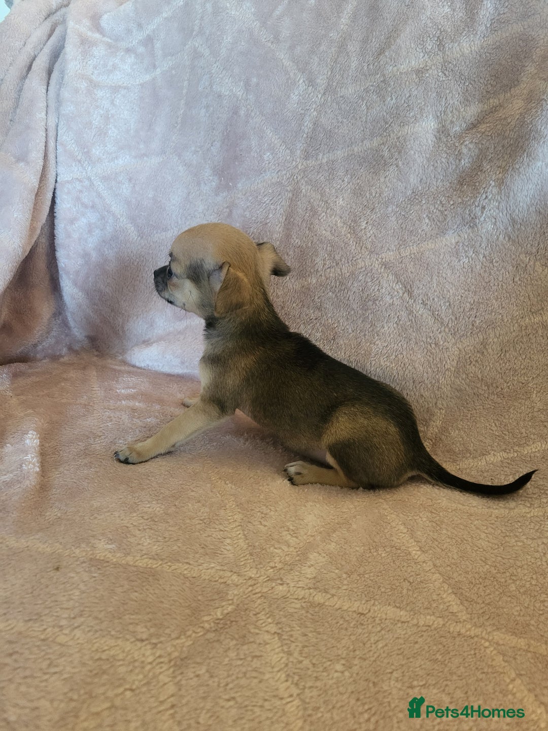 Chihuahua dogs for sale: 3 Tiny Chihuahua Pups Ready to leave  - Advert 19