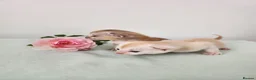 Abyssinian cats for sale: ✨ THE JEWEL OF THE LITTER: Rare Silver Sorrel Girl - Advert 15