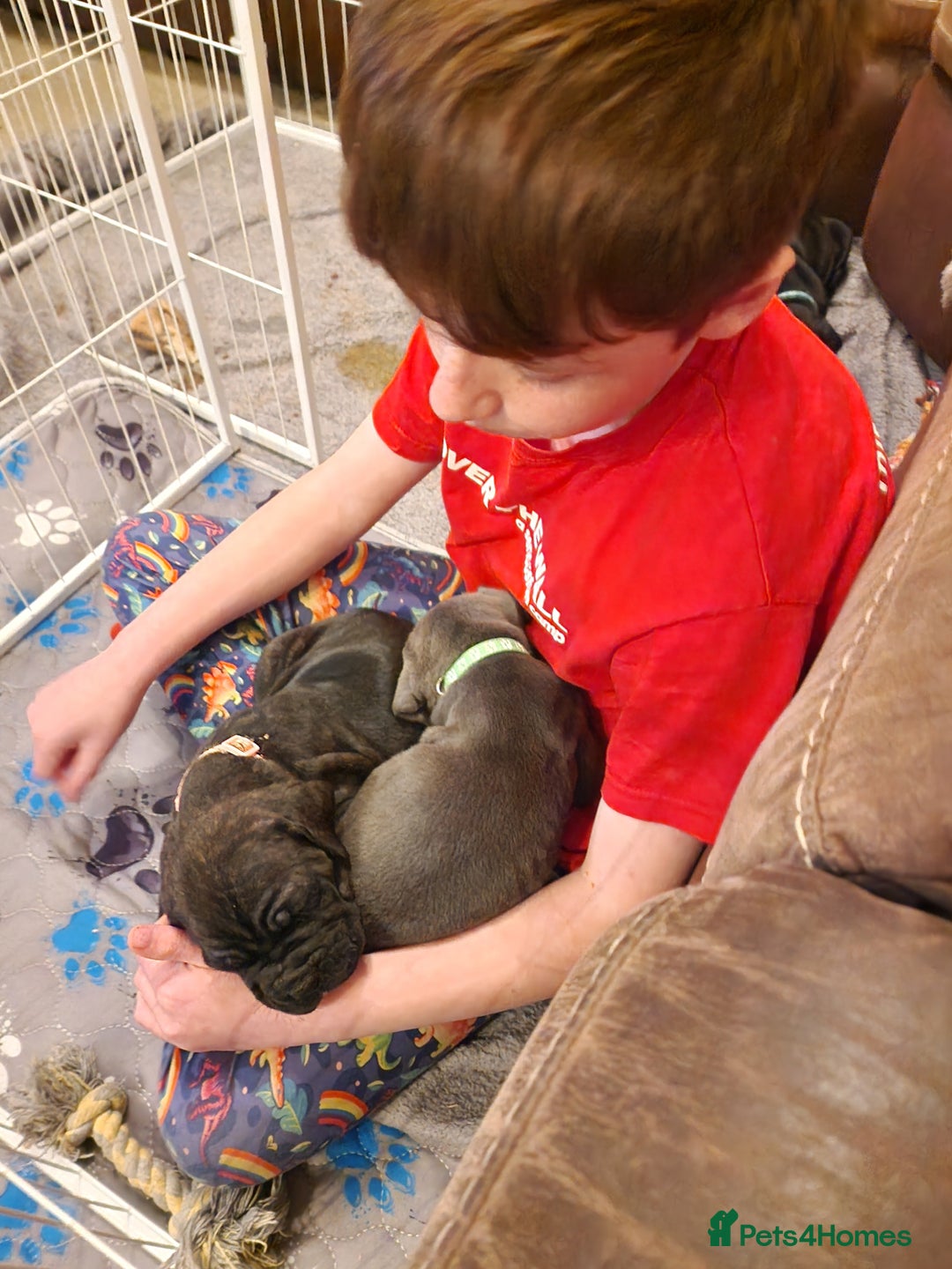 Mixed Breed dogs for sale: Cane Corso X Neapolitan Mastiff mix pups for sale - Advert 2