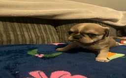 Frug dogs for sale: 3 frug puppies looking for there forever homes. - Advert 14