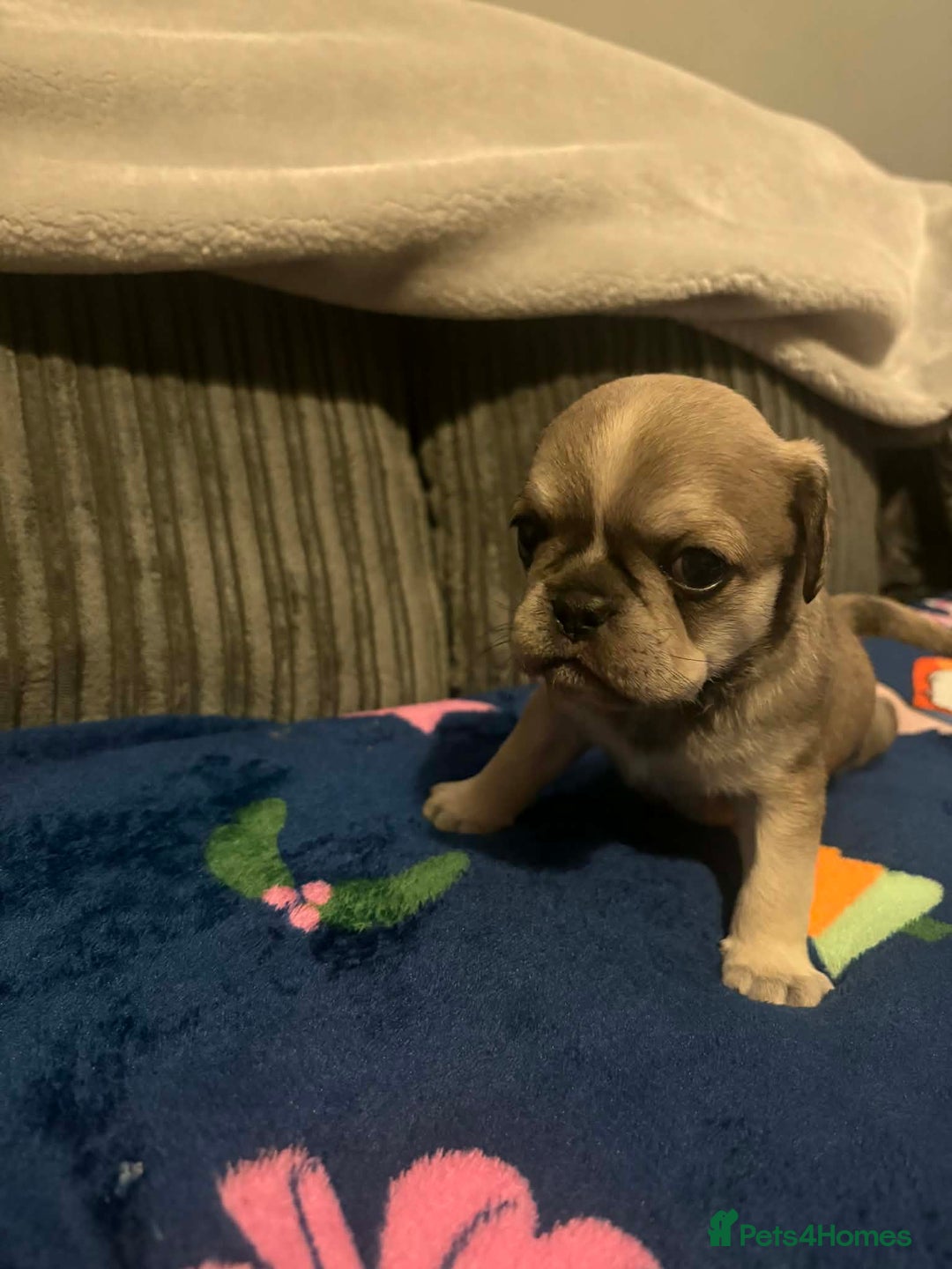 Frug dogs for sale: 3 frug puppies looking for there forever homes. - Advert 14