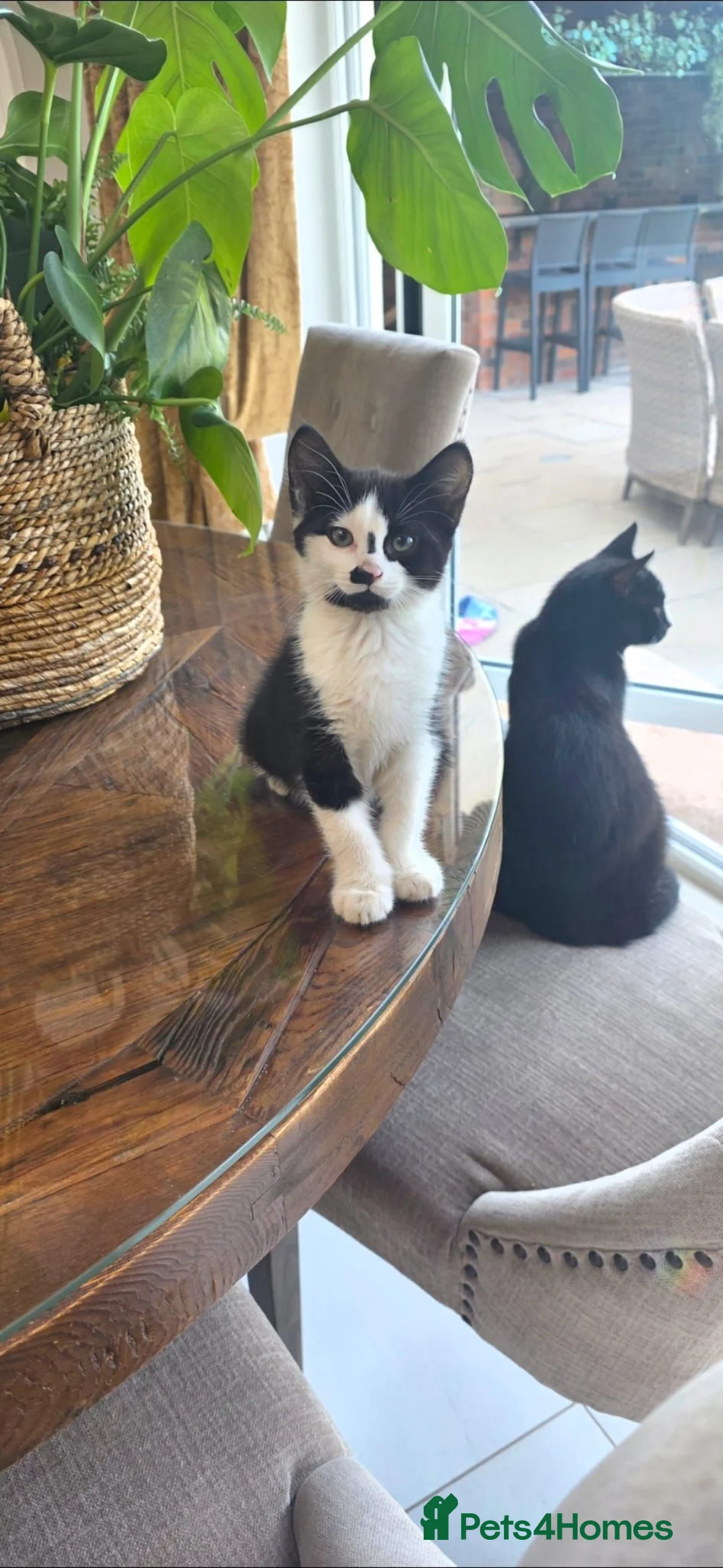 Domestic Shorthair cats for sale: Gorgeous black and white kitten called Jet - Advert 2