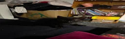 Mixed Breed cats for sale: 5 black long hair kittens  - Advert 7