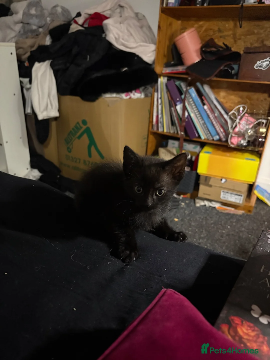 Mixed Breed cats for sale: 5 black long hair kittens  - Advert 7