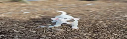 Jack Russell dogs for sale: Lovely Jack russell puppies - Advert 21