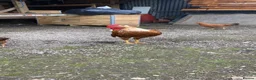 Chickens poultry for sale: Chicken  in Manchester - Advert 2