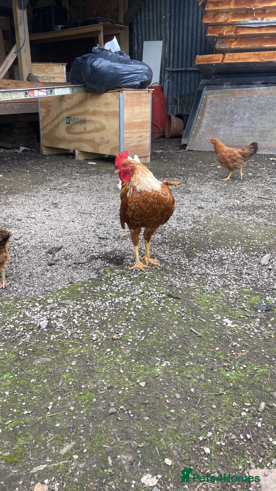 Chickens poultry for sale: Chicken  in Manchester - Advert 2