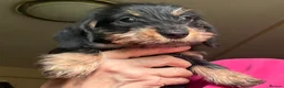 Miniature Dachshund dogs for sale: 3 gorgeous mini wirehaired Dachshunds.  - Advert 10