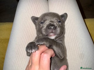 Staffordshire Bull Terrier dogs - Advert 1