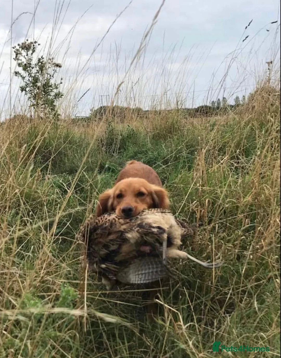 Cocker Spaniel dogs for sale: Working Cockers ready for new home  - Advert 2