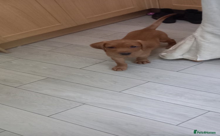 Labrador Retriever dogs - Advert 2