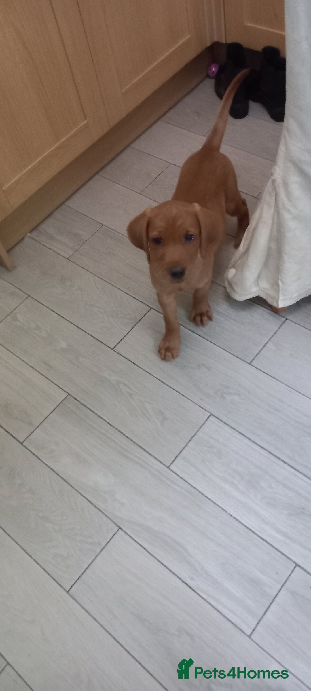 Labrador Retriever dogs for sale: KC REG FOX RED LABRADOR PUPPIES FOR SALE - Image 1