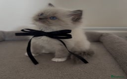 Ragdoll cats for sale: Champion bloodline,full pedigree last Ragdoll boy  - Image 3