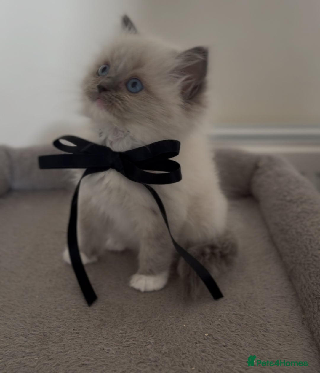 Ragdoll cats for sale: Champion bloodline,full pedigree last Ragdoll boy  - Image 3