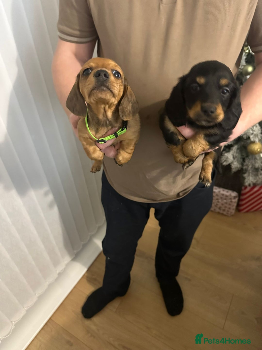 Miniature Dachshund dogs for sale: Miniature dachshunds  - Advert 10
