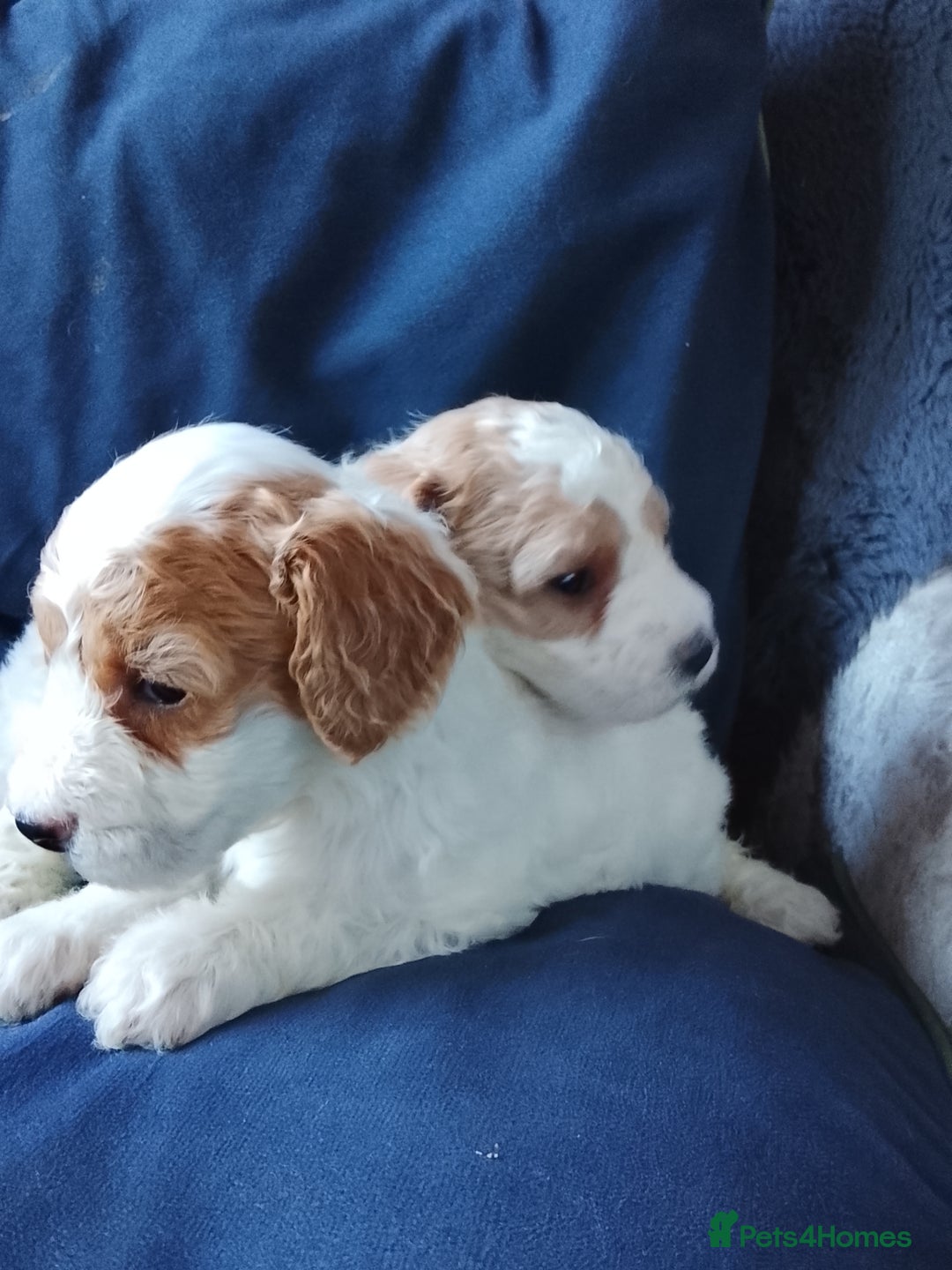 Cavapoo dogs for sale: F1b Cavapoo Puppies  - Advert 11